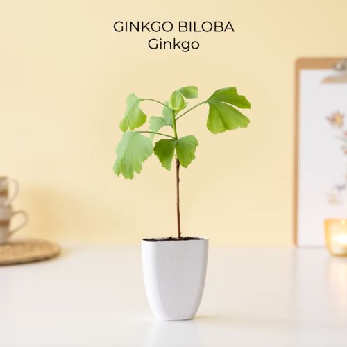 Trægave med Tiny Tony’s - Bild 3